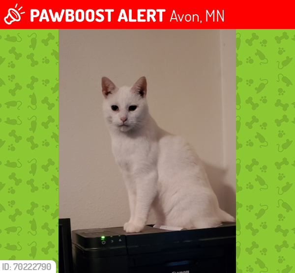 Lost Male Cat last seen Suncrest drive avon mn, Avon, MN 56310