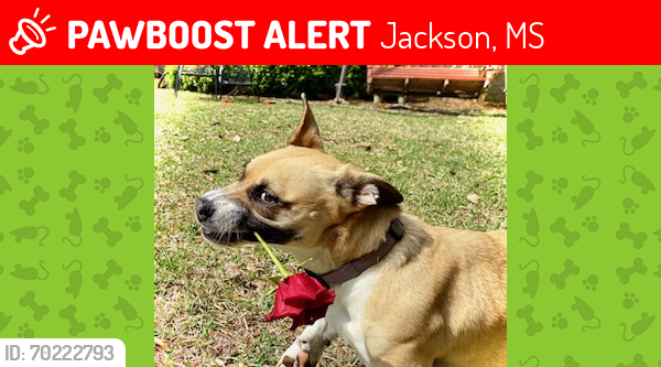 Lost Female Dog last seen Walgreens on County Line Rd, Jackson, MS 39211