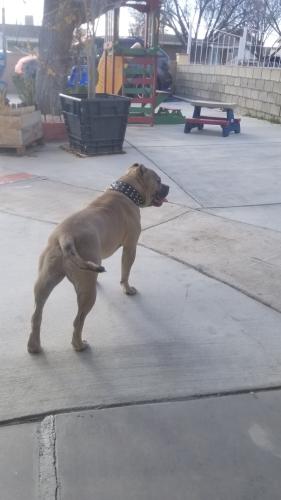 Lost Male Dog last seen Lancaster blvd and Redwood Ave, Lancaster, CA 93534