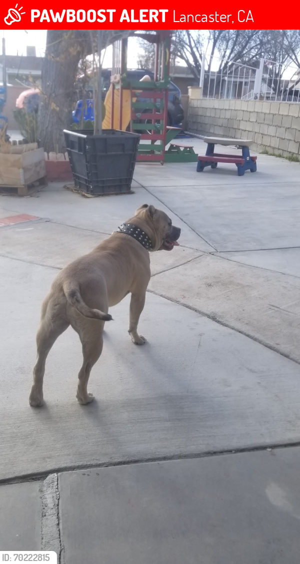 Lost Male Dog last seen Lancaster blvd and Redwood Ave, Lancaster, CA 93534