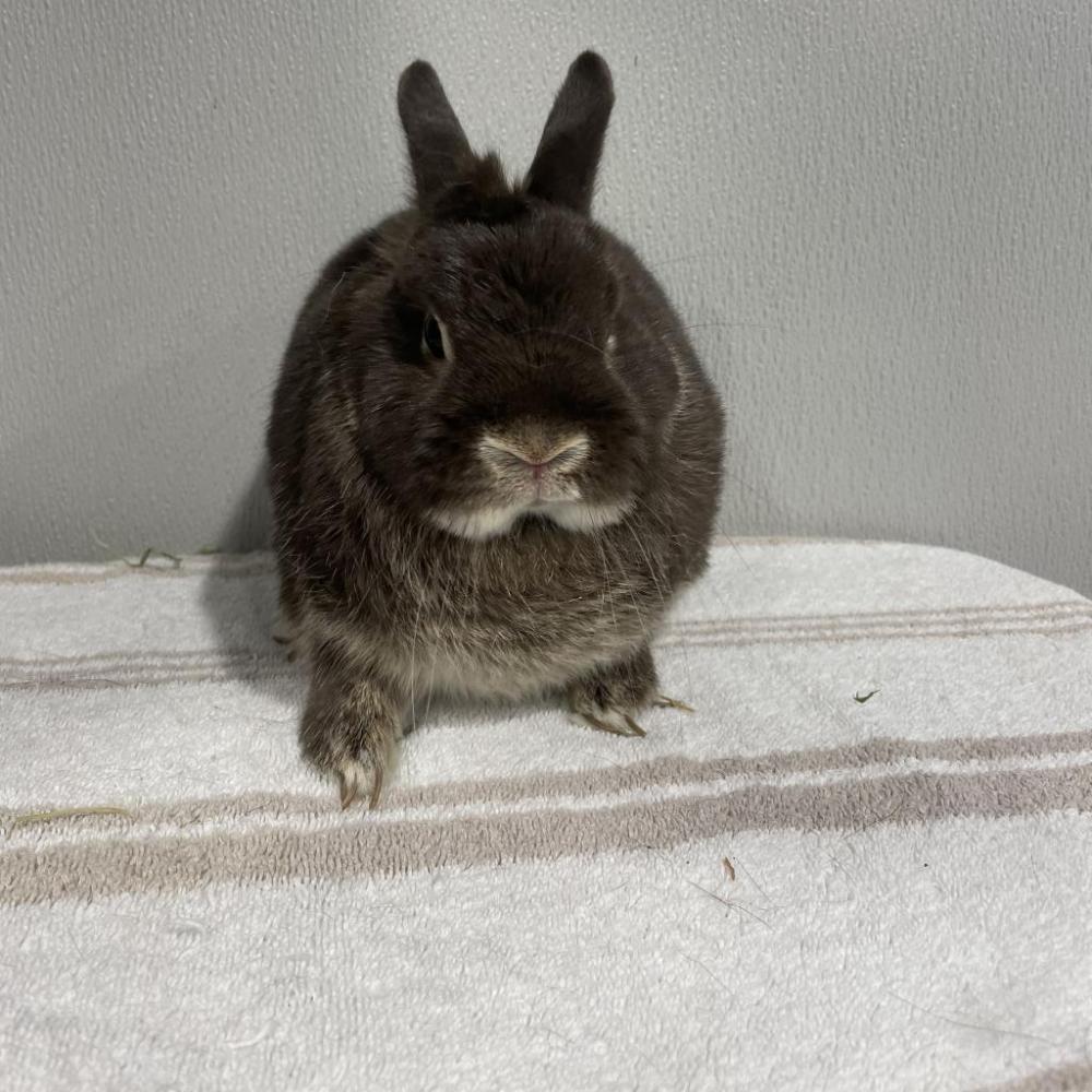 Shelter Stray Male Rabbit last seen , Tampa, FL 33607