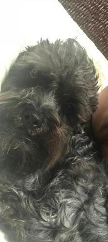 Lost Male Dog last seen Near Granger Ave , Floral Park, NY 11001