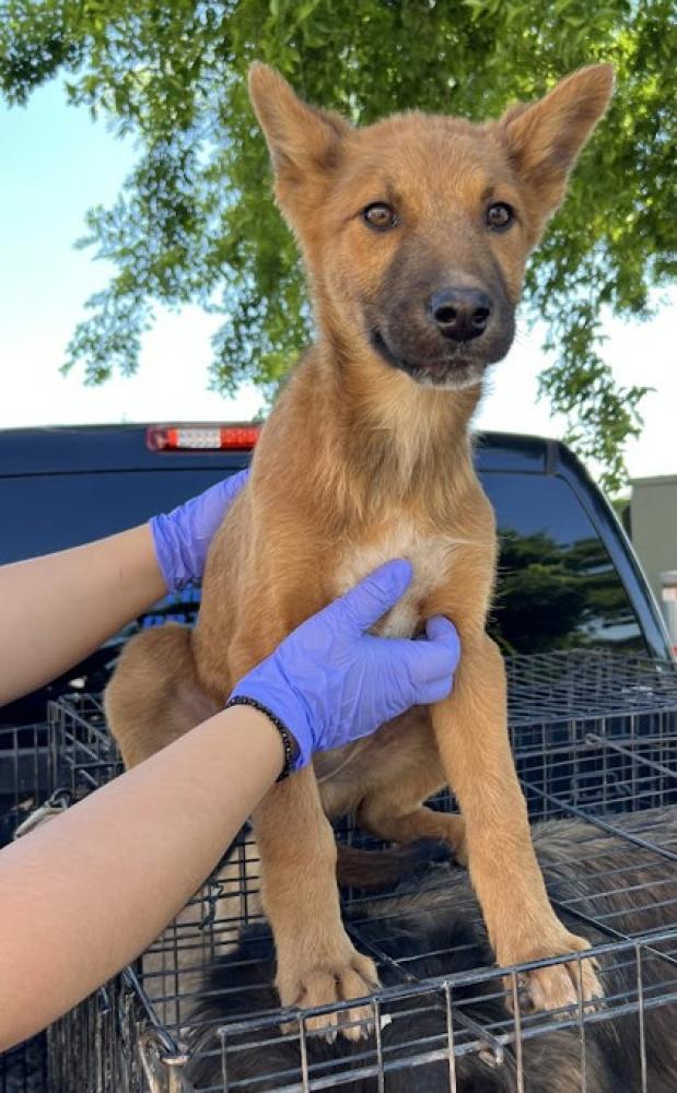 Shelter Stray Male Dog last seen S Locan Ave & E Butler Ave, Fresno Zone Fresno CO 2 93737, CA, Fresno, CA 93706
