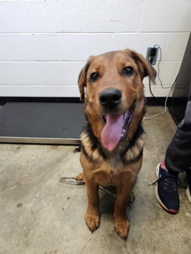 Shelter Stray Male Dog last seen North Highlands, CA 95660, Sacramento, CA 95828