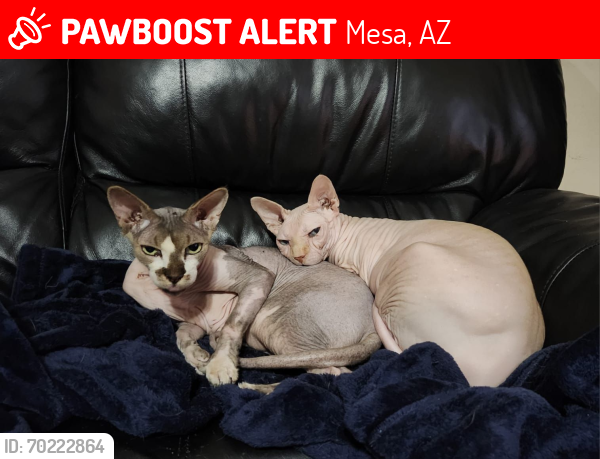 Lost Male Cat last seen Country Club and McKellips , Mesa, AZ 85201