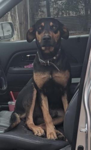 Lost Male Dog last seen Hwy 242 and Old Houston Rd, Conroe, TX 77302