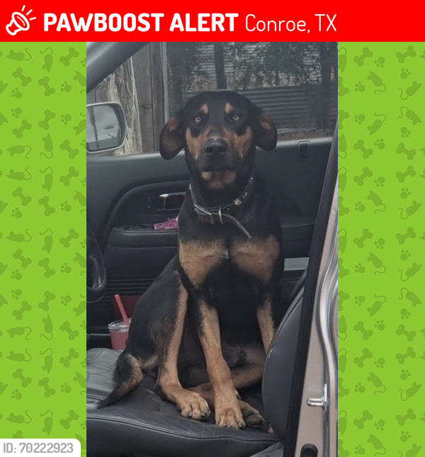 Lost Male Dog last seen Hwy 242 and Old Houston Rd, Conroe, TX 77302