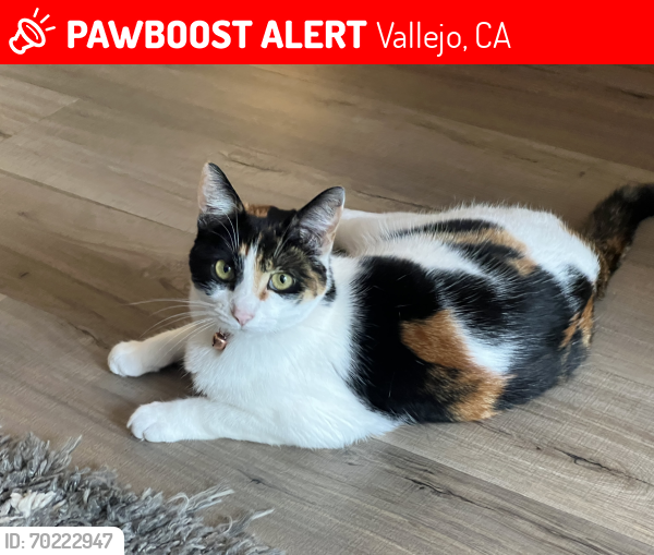 Lost Female Cat last seen Landcaster, Devonshire , Vallejo, CA 94591