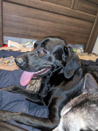 Lost Male Dog last seen Baron lake road, Niles, MI 49120