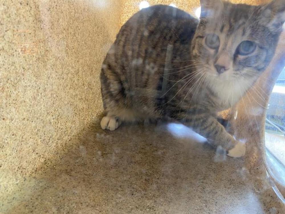 Shelter Stray Unknown Cat last seen Near BLOCK S CHESTERFIELD ST, West Valley City, UT 84120