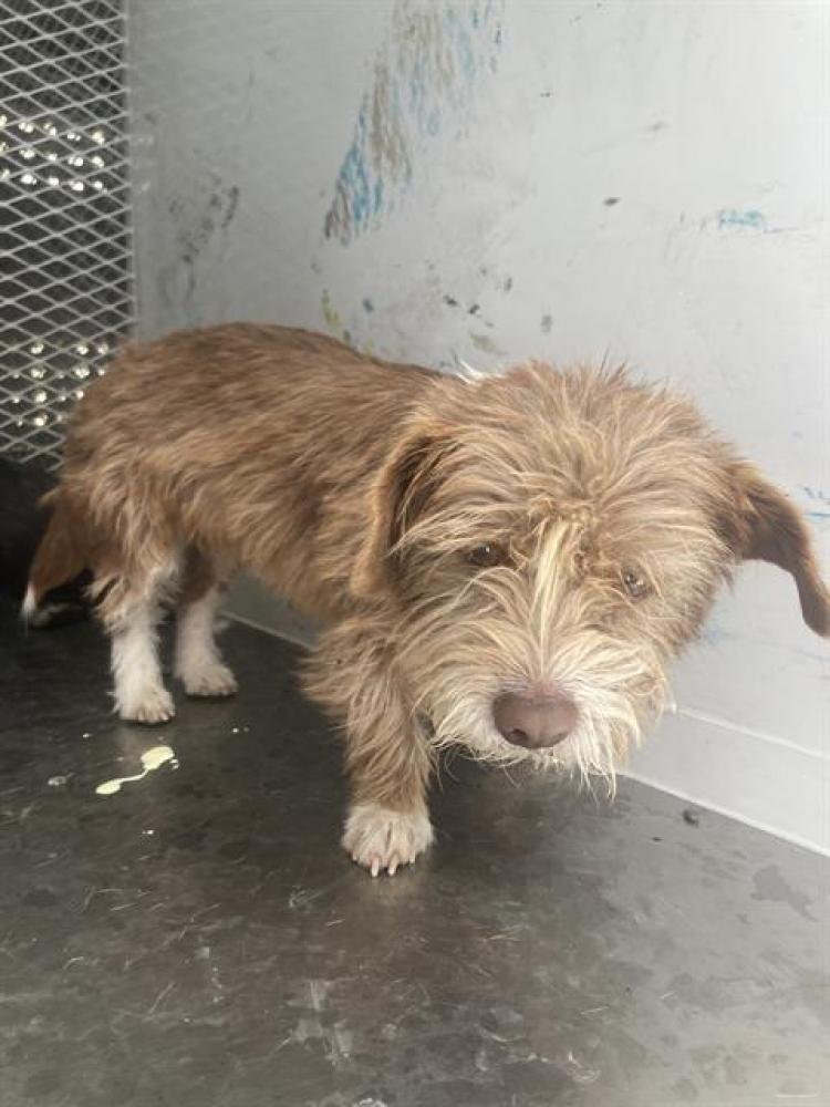 Shelter Stray Female Dog last seen Near MONROE ST, TAFT CA 93268, Bakersfield, CA 93308