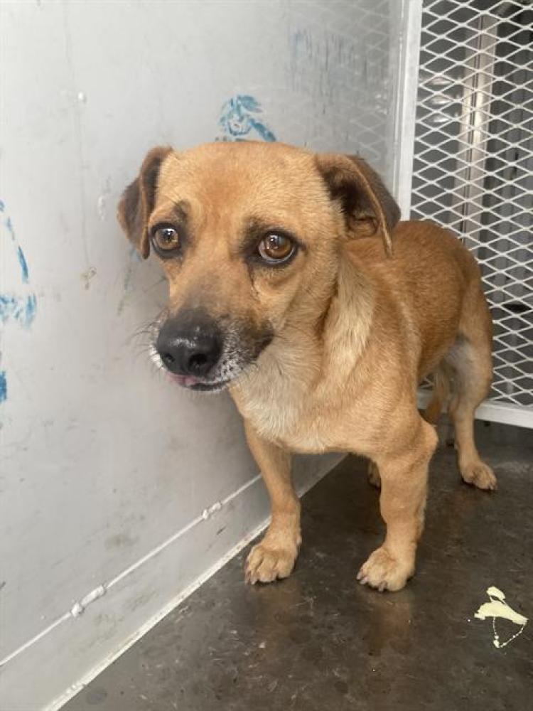 Shelter Stray Male Dog last seen Near MONROE ST, TAFT CA 93268, Bakersfield, CA 93308