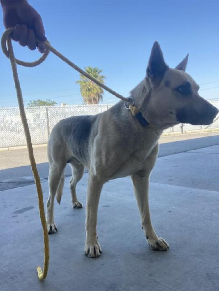 Shelter Stray Male Dog last seen Near BLOCK SUNSET BLVD, TEHACHAPI CA 93561, Bakersfield, CA 93308