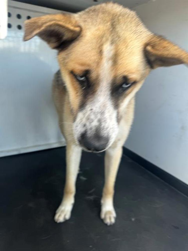 Shelter Stray Male Dog last seen Near BLK PANAMA LN, BAKERSFIELD,CA, Bakersfield, CA 93307
