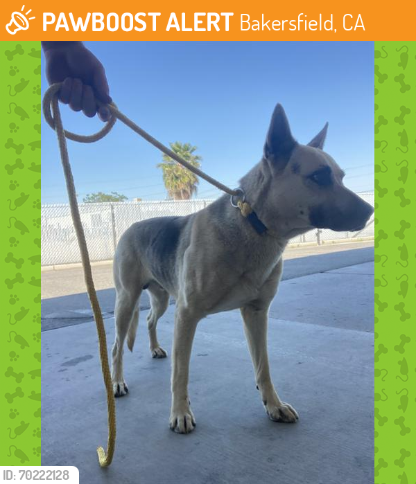 Shelter Stray Male Dog last seen Near BLOCK SUNSET BLVD, TEHACHAPI CA 93561, Bakersfield, CA 93308