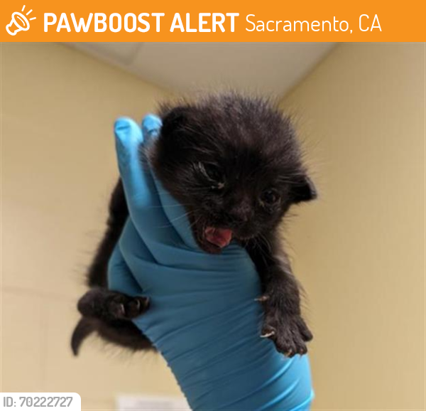 Shelter Stray Male Cat last seen LONGVIEW DR & WATT AVE, Sacramento, CA 95818