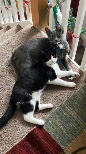 Lost Male Cat last seen Ecols st south, Monmouth, OR 97361