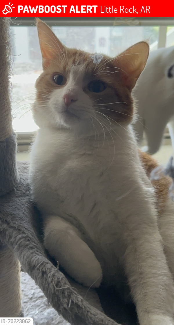 Lost Male Cat last seen 40th and Elam St 72204, Little Rock, AR 72204