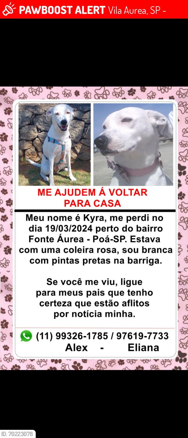 Lost Female Dog last seen hosp Guido Guida Poá , Vila Aurea, SP 08554-440