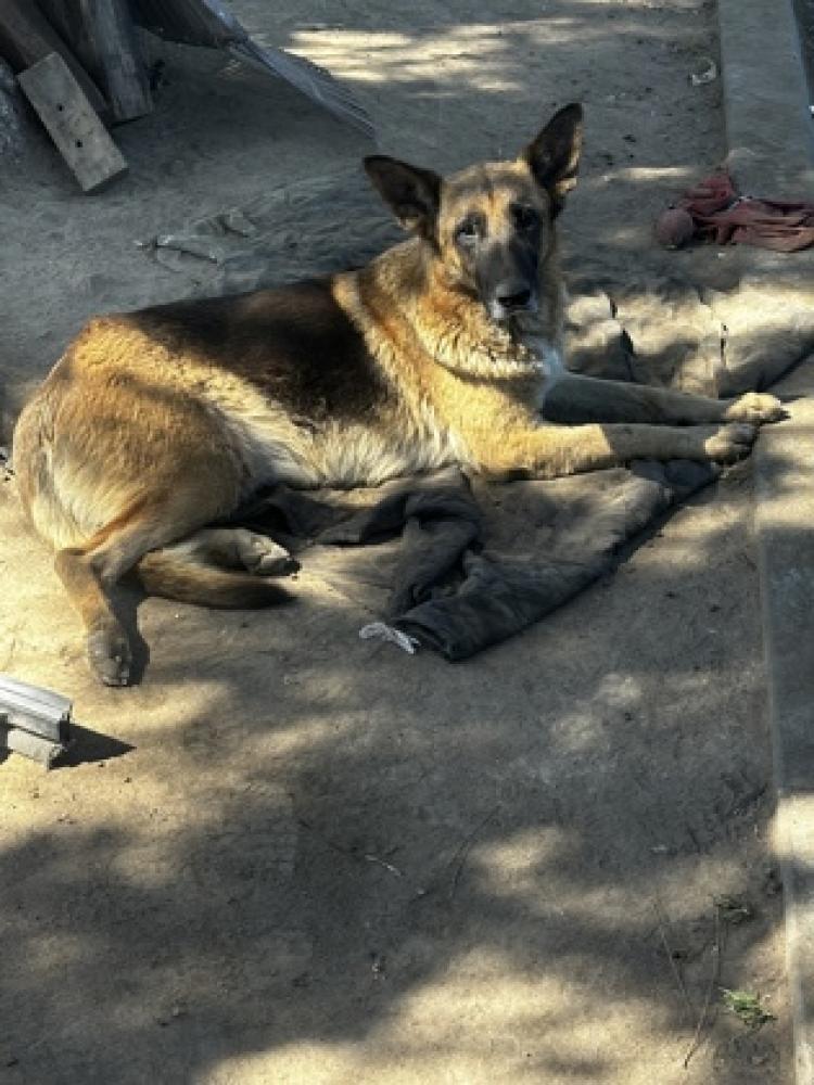 Shelter Stray Female Dog last seen Date & Dearing, Fresno Zone Fresno CO 3 93725, CA, Fresno, CA 93706