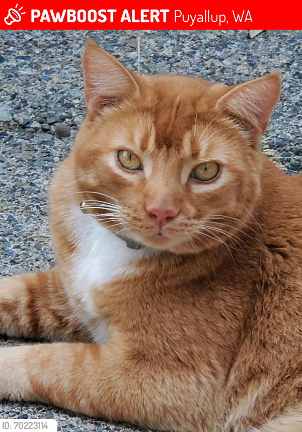 Lost Male Cat last seen 122nd Street CT E and 62nd Ave , Puyallup, WA 98373