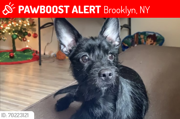 Lost Male Dog last seen Bushwick and broadway st, Brooklyn, NY 11207