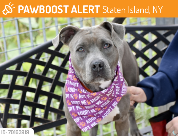 Shelter Stray Female Dog last seen Father Capodanno Boulevard, STATEN ISLAND, NY, 10305, Staten Island, NY 10309
