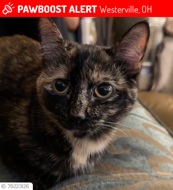 Lost Female Cat last seen Cooper road , Westerville, OH 43081