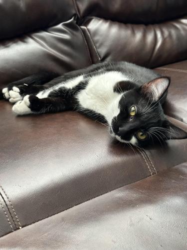 Lost Female Cat last seen Bolton ave and little road, Hudson, FL 34667
