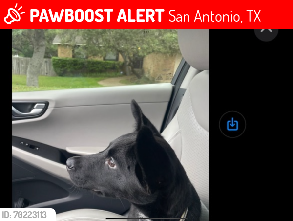 Lost Male Dog last seen UTSA Blvd/North Hills Village Dr., San Antonio, TX 78249