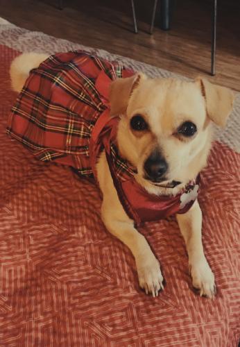 Lost Female Dog last seen Cotton lane and bell rd, Surprise, AZ 85374