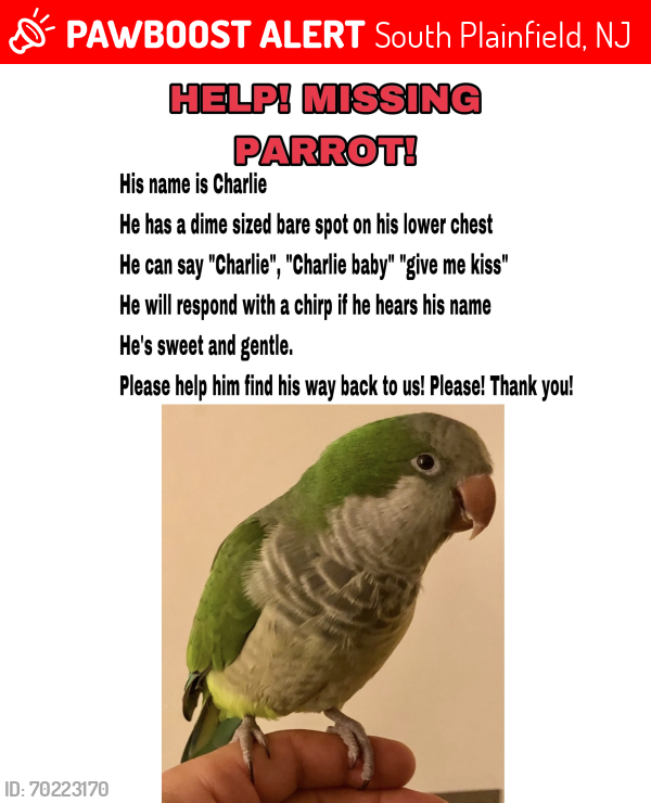 Lost Male Bird last seen Yard waste site/ recycling center, South Plainfield, NJ 07080