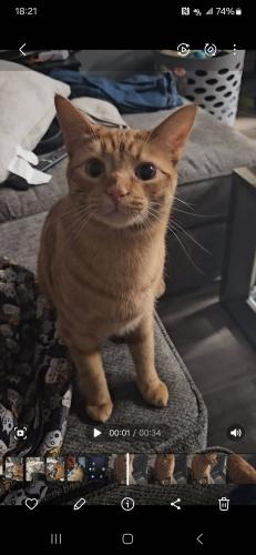Lost Male Cat last seen W 24th st and Greengarden Rd, Erie, PA 16502