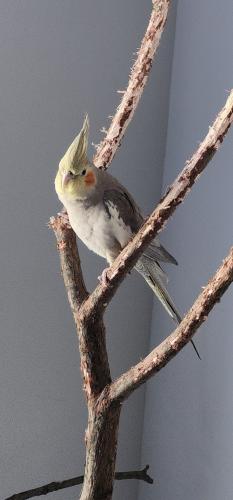 Lost Male Bird last seen Lowell Ave and Golf Ave, Skokie, IL 60076