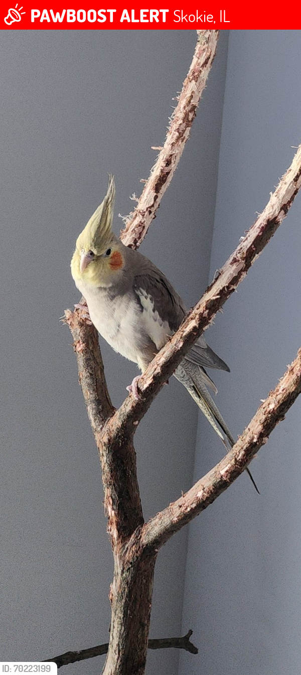 Lost Male Bird last seen Lowell Ave and Golf Ave, Skokie, IL 60076