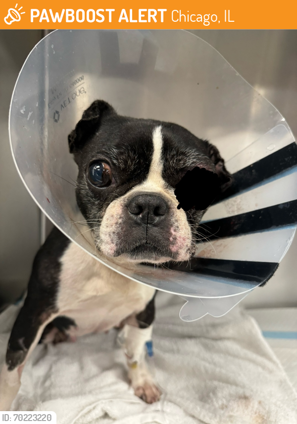 Chicago, IL Stray Female Dog Found Near Madison and Pulaski PawBoost