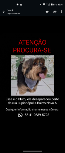 Lost Male Dog last seen Rua são José dos Pinhais , Sítio Cercado, PR 