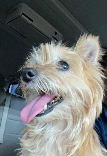 Lost Female Dog last seen Suiter Way Pasadena, Pasadena, TX 77503