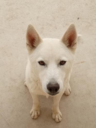 Lost Male Dog last seen Husky , Hemet, CA 92543