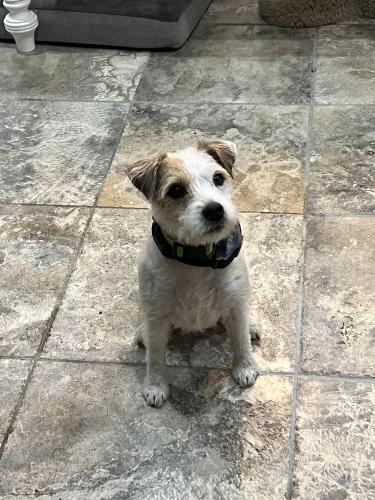 Lost Male Dog last seen Kleppel and Saddlebrook Ln, Tomball, TX 77375