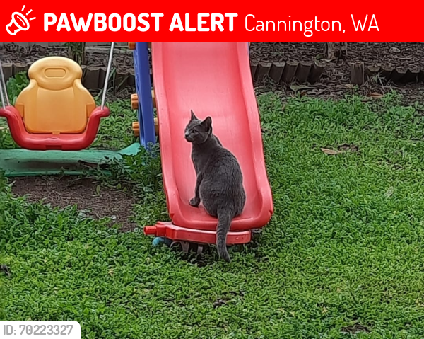Lost Male Cat last seen Station Street , Cannington, WA 6107