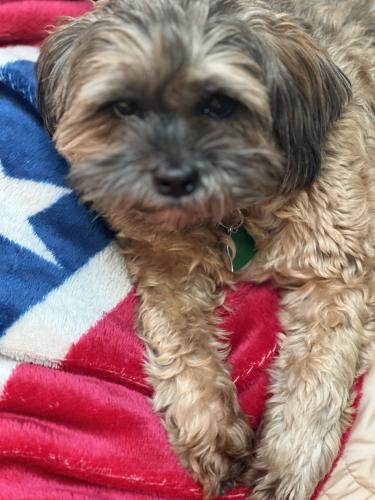 Lost Male Dog last seen Highway160&mimosa st, Fort Mill, SC 29715