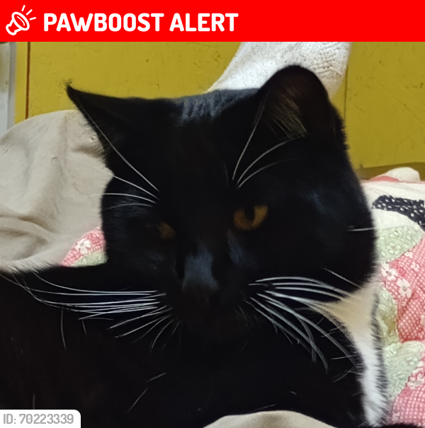 Lost Male Cat last seen Beaver valley and egg and I road, Jefferson County, WA 98325