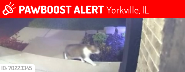 Lost Female Cat last seen Wilton ct WINDETT RIDGE SUBDIVISION , Yorkville, IL 60560