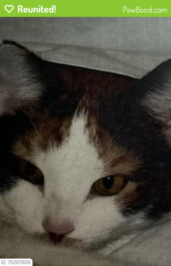 Reunited Female Cat last seen Pikesville, MD, USA, Pikesville, MD 21208