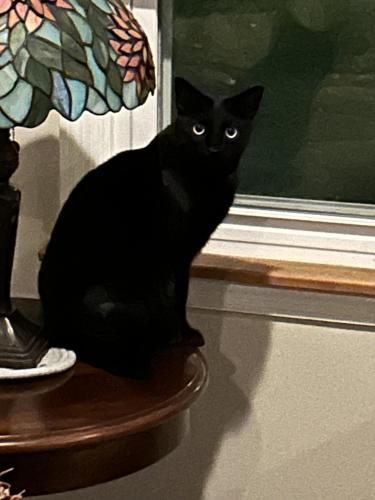 Lost Male Cat last seen 93rd and 50th Ave, Oak Lawn, IL 60453