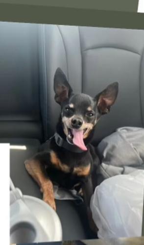 Lost Male Dog last seen Rhodes ranch, Spring Valley, NV 89148