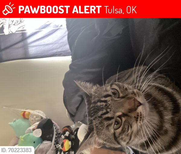 Lost Female Cat last seen 16th and Sheridan , Tulsa, OK 74112