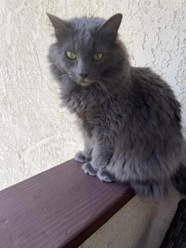 Lost Female Cat last seen Azusa and Amar, West Covina, CA 91792