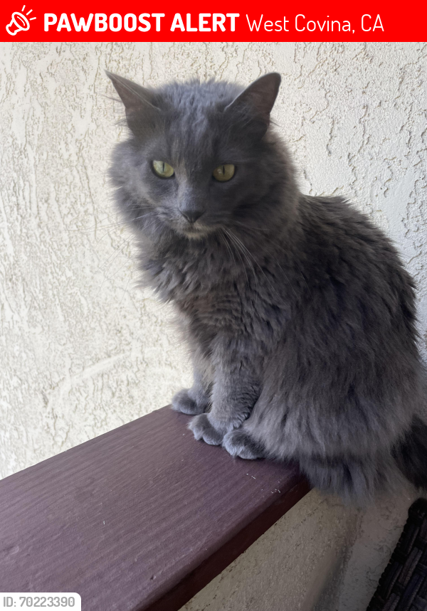 Lost Female Cat last seen Azusa and Amar, West Covina, CA 91792